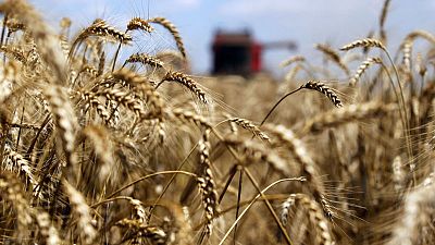 تجار: سوريا تطرح مناقصة عالمية لشراء 200 ألف طن من القمح
