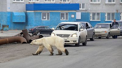 Exhausted polar bear wanders into Siberian city Exhausted polar bear wanders into Siberian city