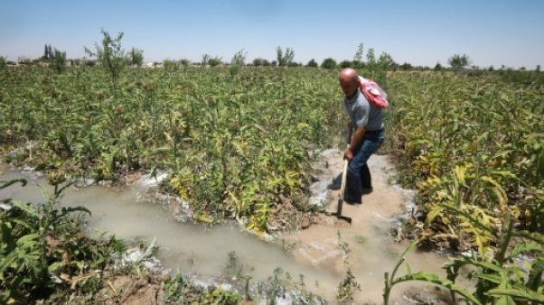 Radwan Hazaa, un agriculteur du village de Deir al-Asafir, dans la Ghouta orientale, près de Damas, le 10 juin 2019 Radwan Hazaa, un agriculteur du village de Deir al-Asafir, dans la Ghouta orientale, près de Damas, le 10 juin 2019