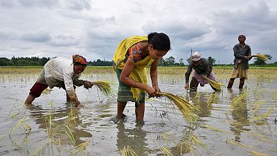 Explainer: In India, all eyes on a monsoon that is critical for the economy Explainer: In India, all eyes on a monsoon that is critical for the economy