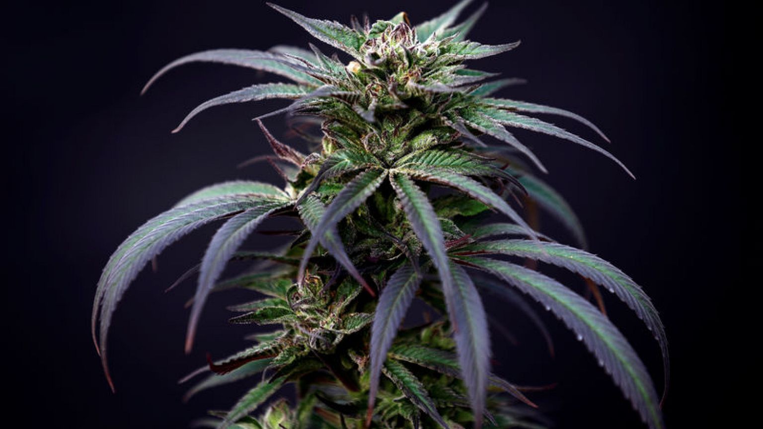 France has no plans to legalise cannabis for recreational use - minister