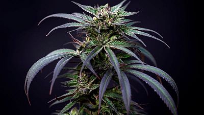 France has no plans to legalise cannabis for recreational use - minister France has no plans to legalise cannabis for recreational use - minister