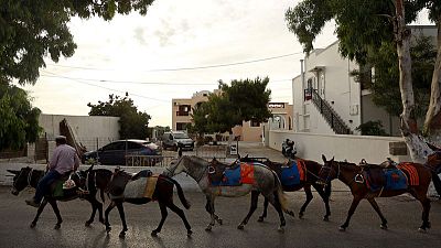 Animal rights group says Greece covering up Santorini donkey 'abuse' Animal rights group says Greece covering up Santorini donkey 'abuse'