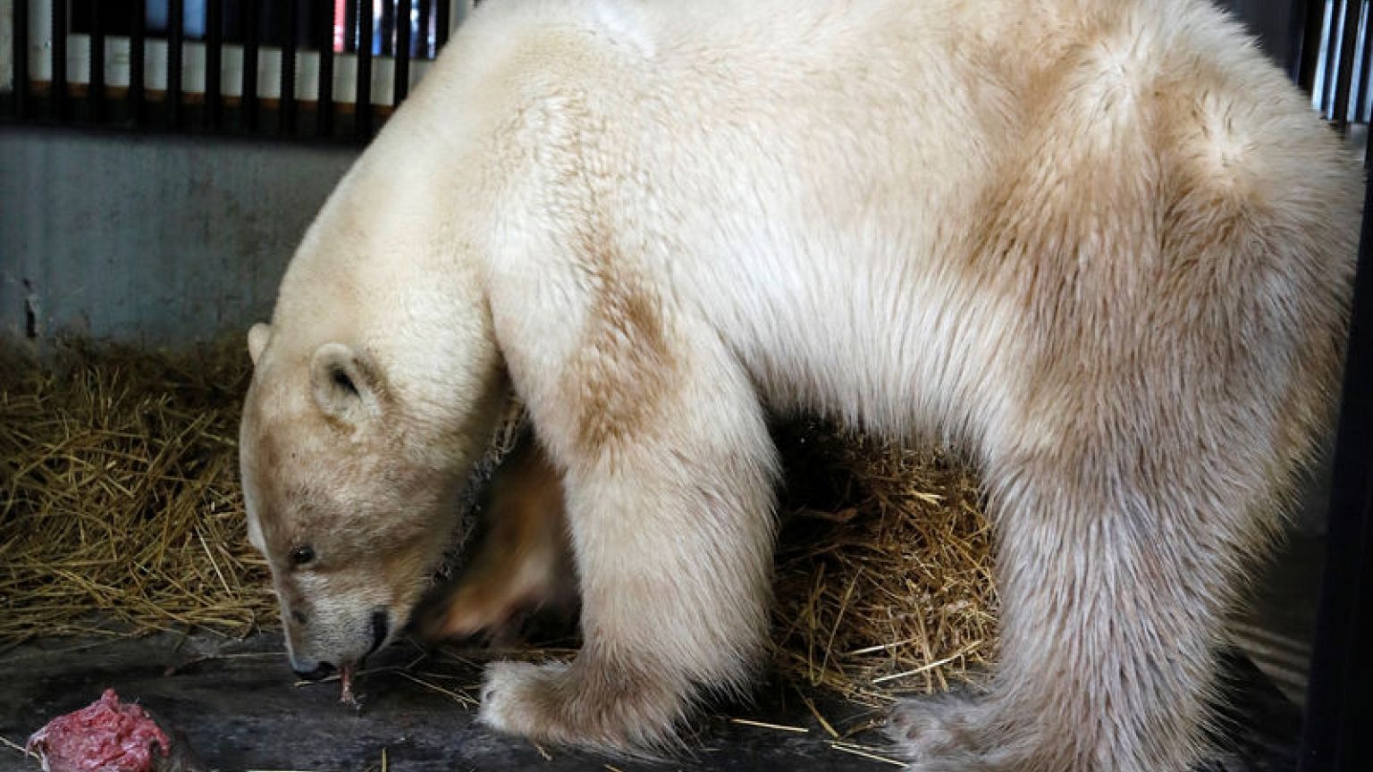 Lost polar bear taken to Siberian zoo to be treated