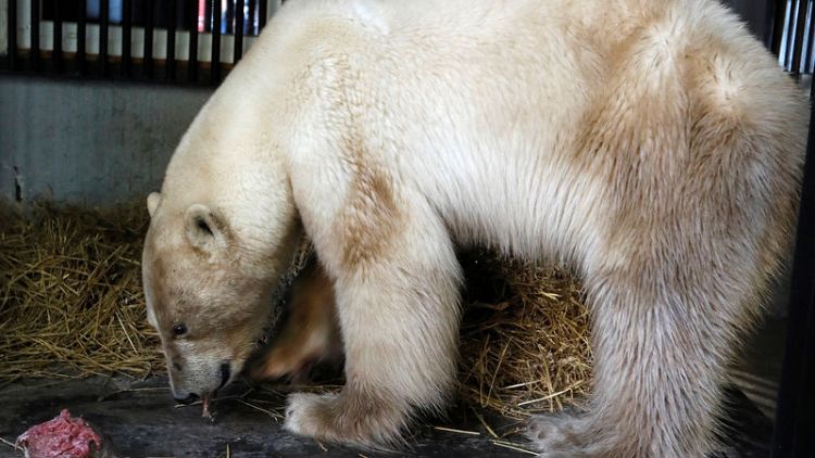 Lost polar bear taken to Siberian zoo to be treated