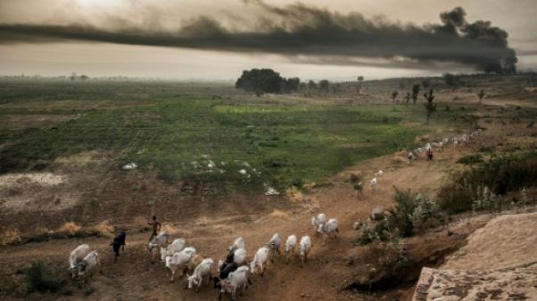 Des fermiers peuls font avancer leur bétail dans les environs de Sokoto, au Nigeria, le 22 avril 2019 Des fermiers peuls font avancer leur bétail dans les environs de Sokoto, au Nigeria, le 22 avril 2019