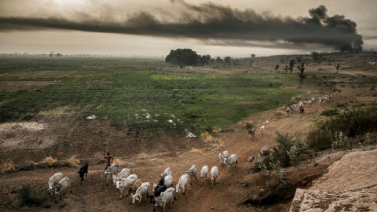 Des fermiers peuls font avancer leur bétail dans les environs de Sokoto, au Nigeria, le 22 avril 2019