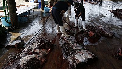 G20 leaders urged to denounce Japan's 'cruel assault' on whales G20 leaders urged to denounce Japan's 'cruel assault' on whales