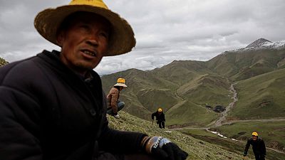 As Chinese mountains get hotter, hunt for 'cure-all' fungus gets harder As Chinese mountains get hotter, hunt for 'cure-all' fungus gets harder