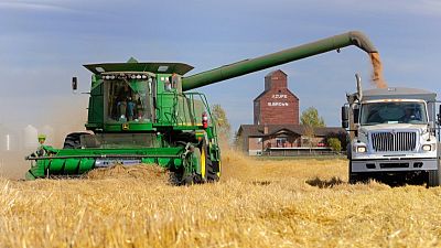 مؤسسة الحبوب السعودية تشتري 730 ألف طن من القمح
