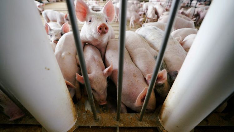 Locked out of China, U.S. pork producers sniff out new buyers