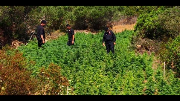 C.Smeralda, maxi piantagione marijuana C.Smeralda, maxi piantagione marijuana
