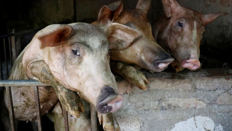 Vietnam says will have African swine fever vaccine 'soon', experts sceptical