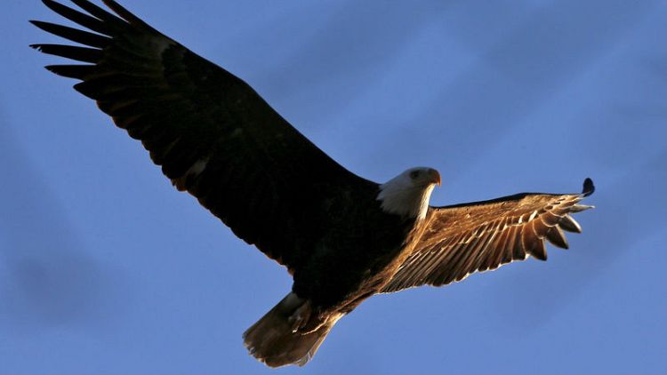 Free birds: Bald eagles stir U.S. patriotism as web-cam stars