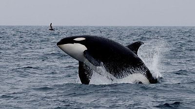 In Japan, the business of watching whales is far larger than hunting them In Japan, the business of watching whales is far larger than hunting them