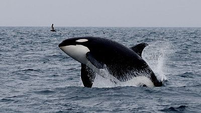صياد ياباني يحول نشاطه إلى تنظيم رحلات لمشاهدة الحيتان