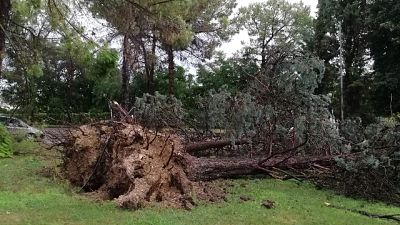 Jesi, alberi abbattuti e strade ostruite Jesi, alberi abbattuti e strade ostruite