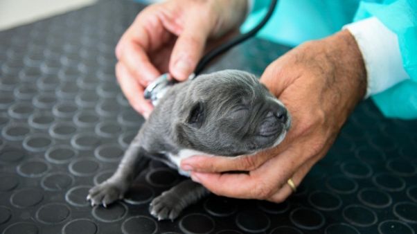 Vigili sequestrano cagna e 13 cuccioli Vigili sequestrano cagna e 13 cuccioli