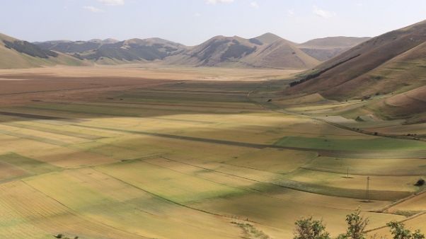 Caldo mette ko fioritura Castelluccio Caldo mette ko fioritura Castelluccio