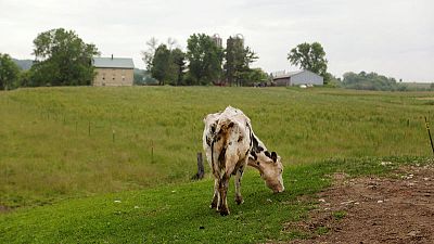 Wall Street banks bailing on troubled U.S. farm sector Wall Street banks bailing on troubled U.S. farm sector