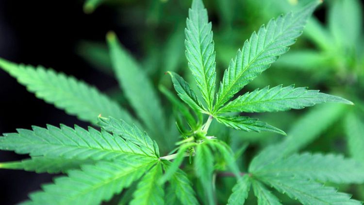 Medicinal cannabis producer Freyherr to list in London