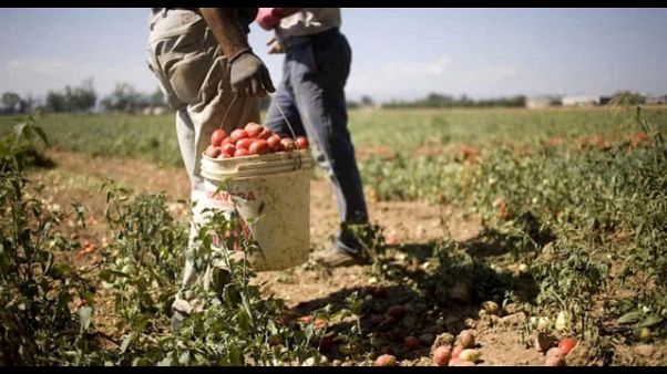 Lavoro nero in cooperative, 6 denunce Lavoro nero in cooperative, 6 denunce