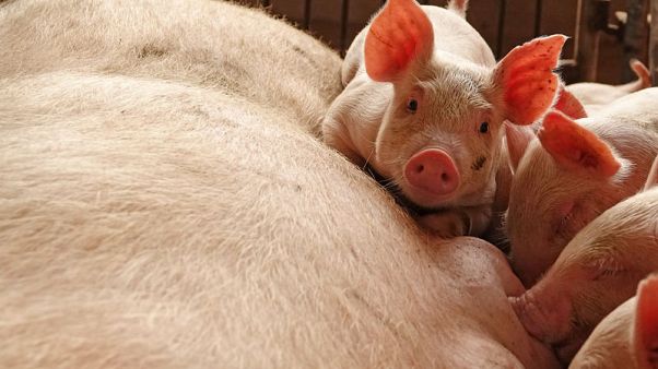 China vows to tackle dead pig scam amid swine fever epidemic China vows to tackle dead pig scam amid swine fever epidemic