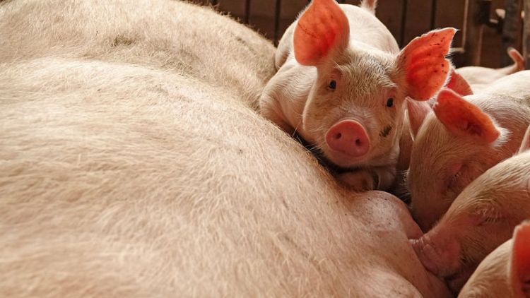 China vows to tackle dead pig scam amid swine fever epidemic