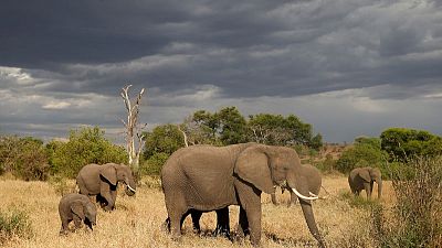 تنزانيا: زيادة أعداد الفيلة ووحيد القرن بعد حملة على الصيد الجائر