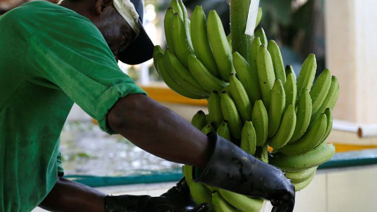 Colombia puts some banana crops in quarantine on fungus concern