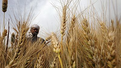 مصحح-مصر تشتري 3.27 مليون طن من القمح المحلي في موسم الحصاد الحالي