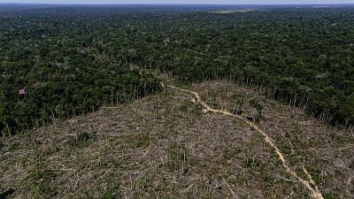 Most big companies fail to report role in deforestation, charity says Most big companies fail to report role in deforestation, charity says