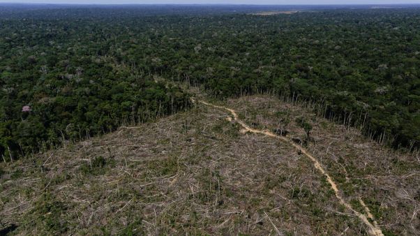 Most big companies fail to report role in deforestation, charity says Most big companies fail to report role in deforestation, charity says