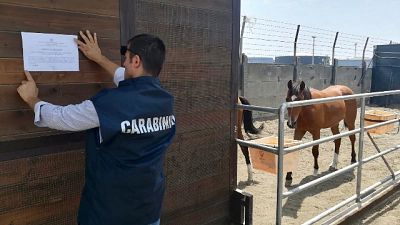 Box abusivi come scuderie per cavalli Box abusivi come scuderie per cavalli