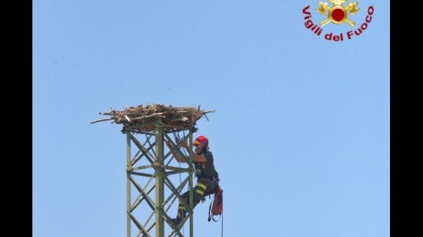 Recuperati 3 pulli su traliccio 15 metri Recuperati 3 pulli su traliccio 15 metri