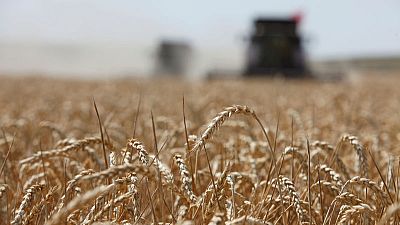 مصر تشتري 60 ألف طن من القمح الروسي