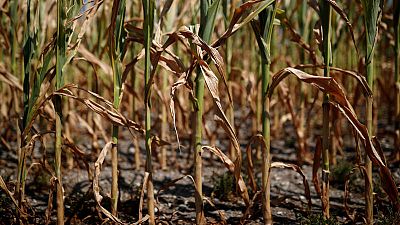 Latest hot spell set to deepen drought pain in France Latest hot spell set to deepen drought pain in France
