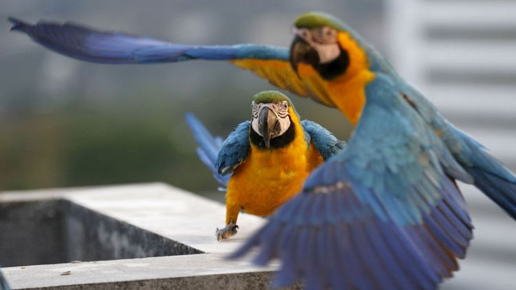 Macaws offer feathered 'therapy' to suffering Venezuelans
