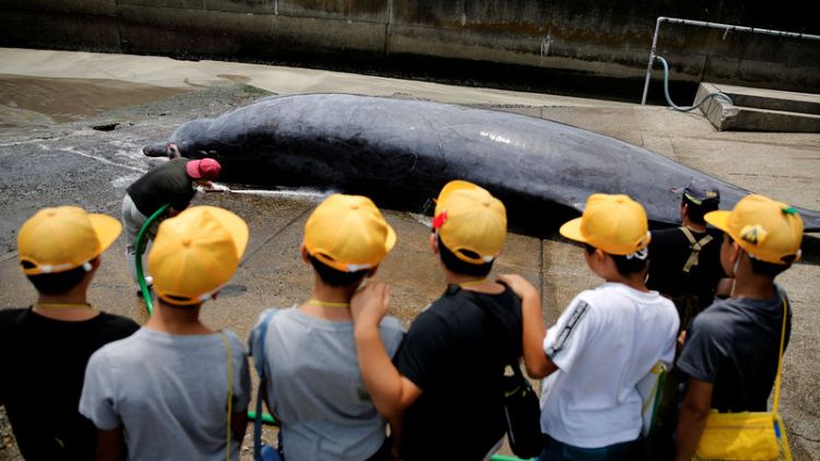 Japanese town celebrates first whale catch of the season
