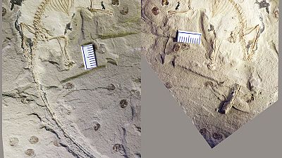 Gulp! Jurassic mammal was the first one able to eat politely Gulp! Jurassic mammal was the first one able to eat politely