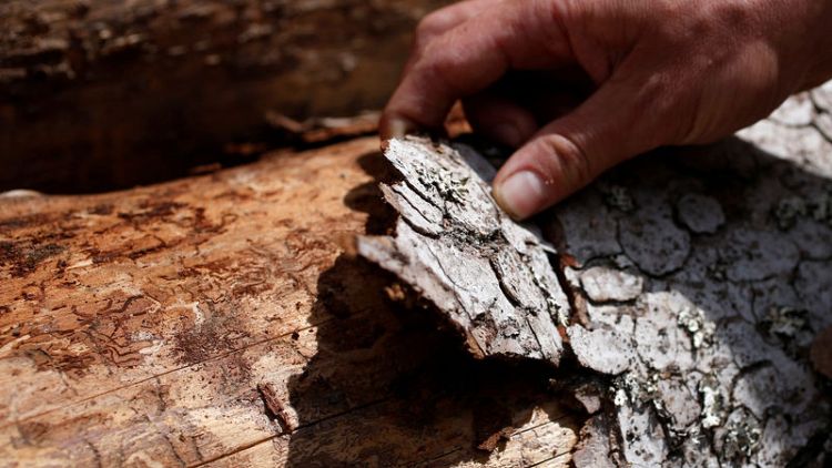 French forests scarred as heatwaves bring bark beetle infestation
