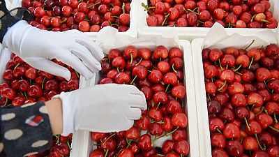The pits: How China's U.S. tariff jab choked a cherry import boom The pits: How China's U.S. tariff jab choked a cherry import boom