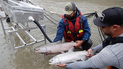 Canada airlifting thousands of trapped migrating salmon upstream Canada airlifting thousands of trapped migrating salmon upstream