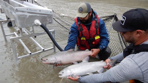 Canada airlifting thousands of trapped migrating salmon upstream Canada airlifting thousands of trapped migrating salmon upstream