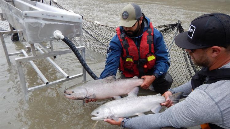 Canada airlifting thousands of trapped migrating salmon upstream