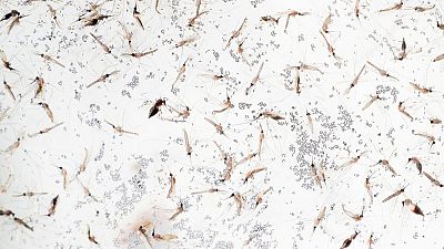 Multidrug-resistant malaria spreading in Southeast Asia - study Multidrug-resistant malaria spreading in Southeast Asia - study