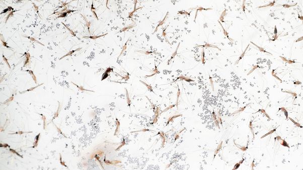 Multidrug-resistant malaria spreading in Southeast Asia - study Multidrug-resistant malaria spreading in Southeast Asia - study