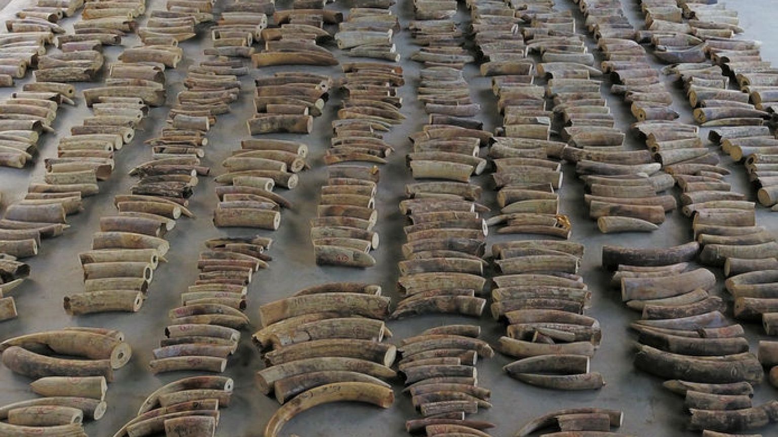 Singapore seizes ivory from nearly 300 elephants in record haul