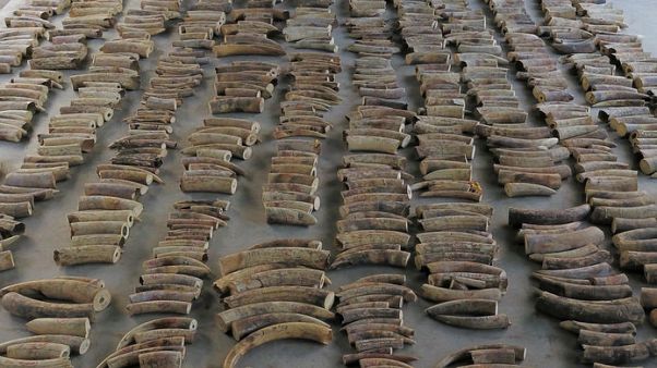 Singapore seizes ivory from nearly 300 elephants in record haul Singapore seizes ivory from nearly 300 elephants in record haul
