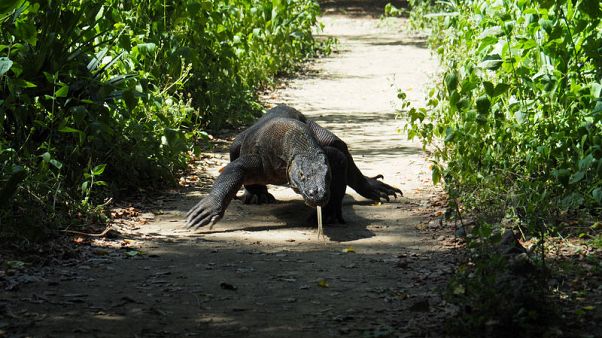 Indonesia to close island in bid to save Komodo dragons Indonesia to close island in bid to save Komodo dragons